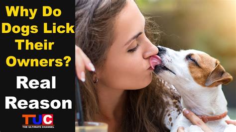 dog licking deep|Dog licks owner's wet pussy in very sloppy manners .